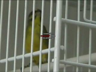 serin du mozambique 2