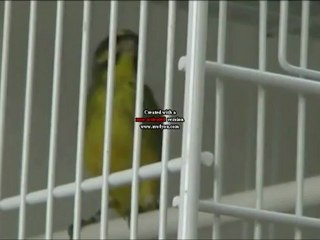 serin du mozambique 2