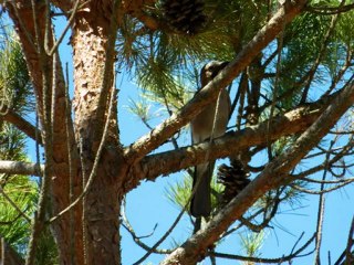 AGAYE & PEGOMAS 15 AOUT 2012