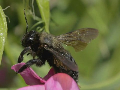 Les insectes du Jardin de Perlimpinpin au Parc Clichy Batignolles - Martin Luther King à Paris