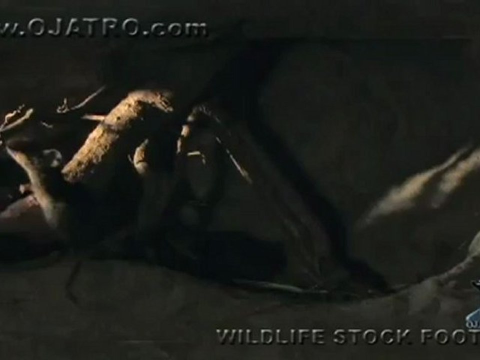 Black Mamba hunting Rodents 01,deadly venomous snake