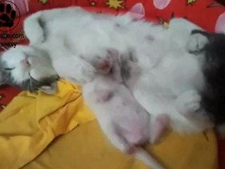 Спящий котенок