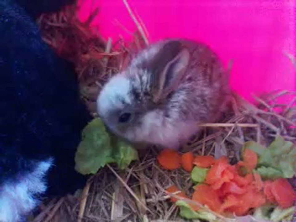 Crapule qui mange