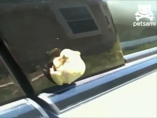 Нападение лягушки на операторшу