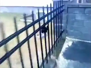 Хитрый голубь