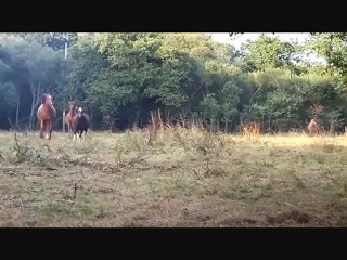 Laïta cwanza vanille mystic pico swann et indienne