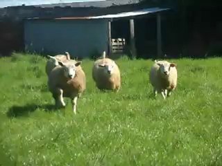 Visite aux p'tits moutons - 15 août 2012