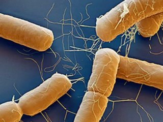 Wissenschaftliche Fotografie Reutlingen eye of science - Meckes & Ottawa GbR