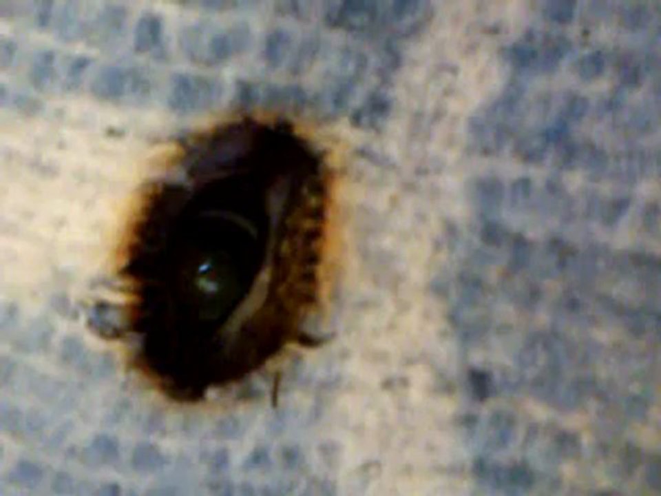 minouche en mode planquer