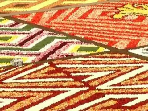 700 тысяч цветков укрыли площадь в Брюсселе