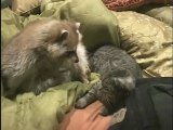 Rakun ve Kedi Oyun Oynuyor