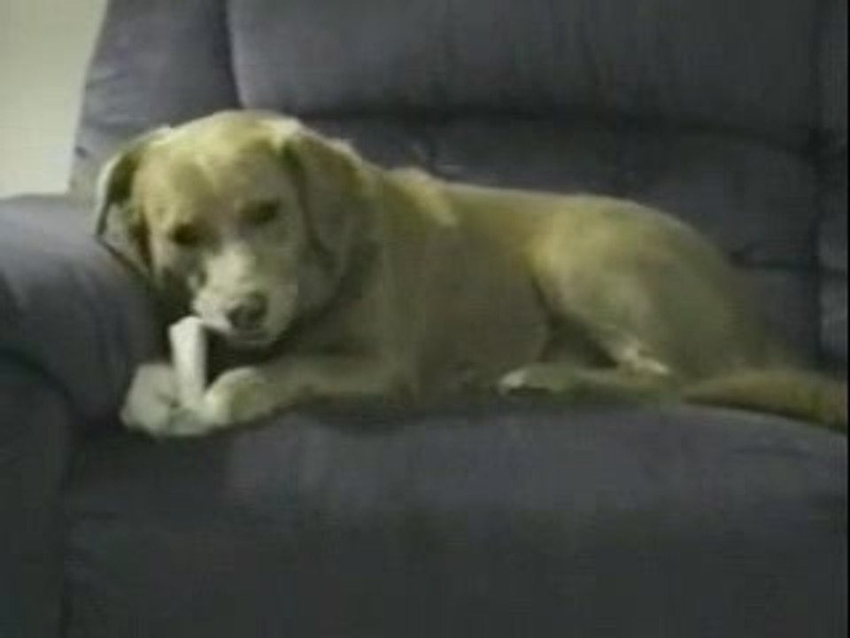 Le chien le plus con du monde
