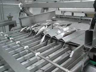 Atlantic Mackerel Classification