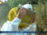 Wwoofing : puiser le miel à la source