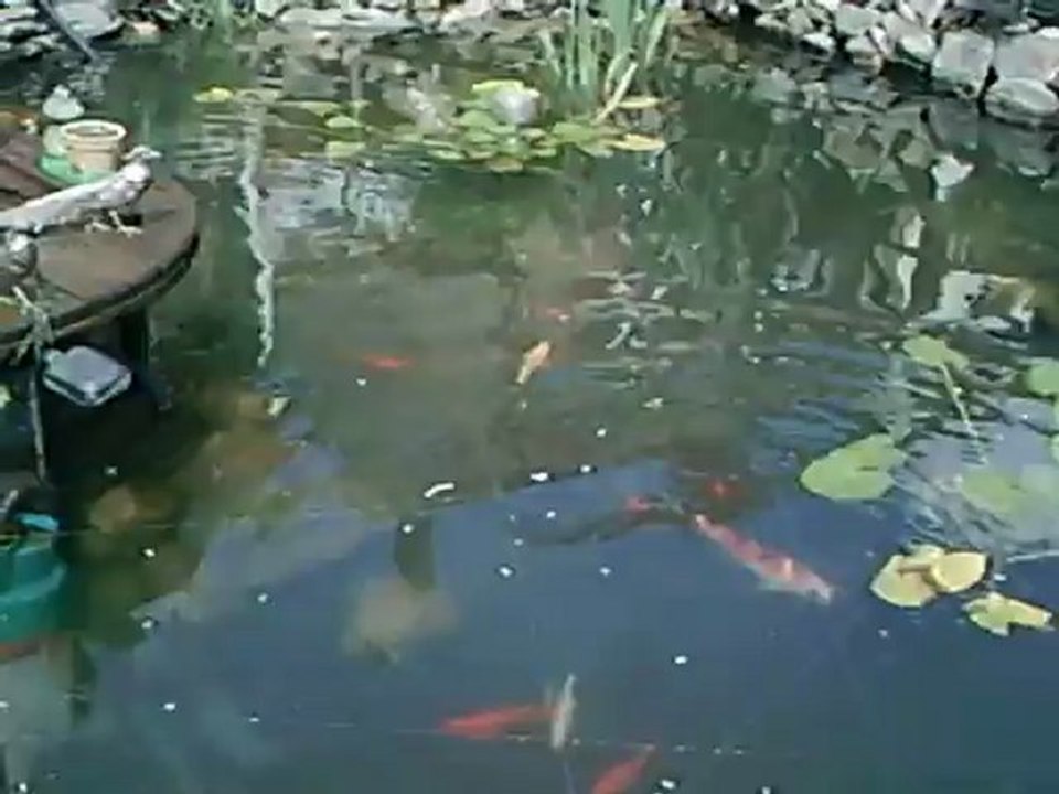 avec ma filtration naturel on voit un peu mieux mes poissons *hervé**