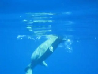 tortue UCPA Hurghada