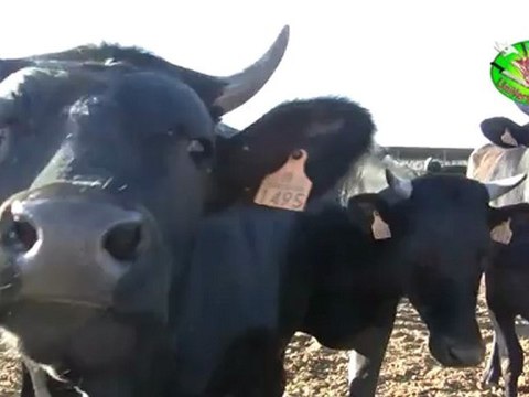 Interview wagyu 2 Nuestro Buey viande de Wagyu