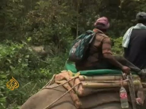 Nepal counts endangered rhinos