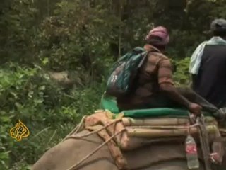 Nepal counts endangered rhinos