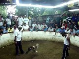 Gallos, navaja y tradición