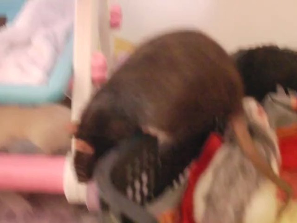 rats