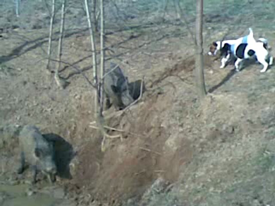 Bobine et Grignotte au ferme sur des sangliers
