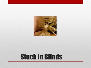 Funny Blinds Adelaide Pictures