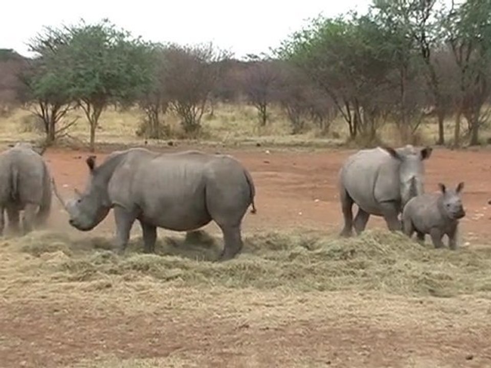 Dag 4: Otjiwarongo 27/10/11