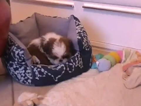 Hydeal show de la magie de lys, élevage de shih tzu