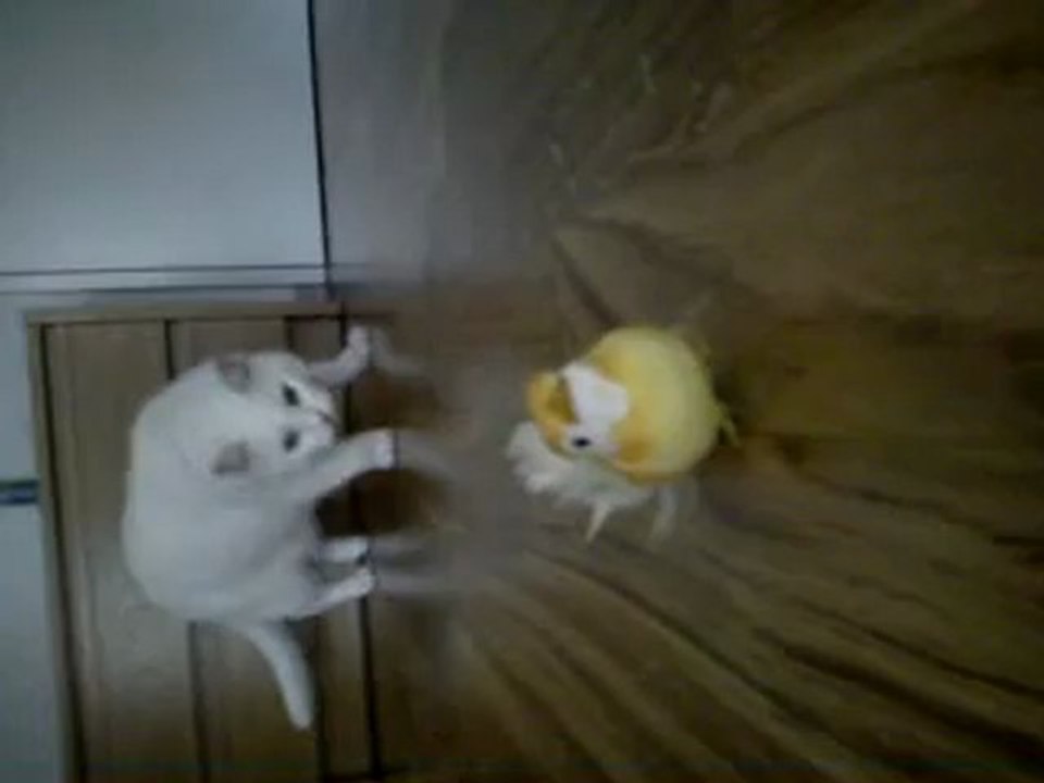 ataque da gata