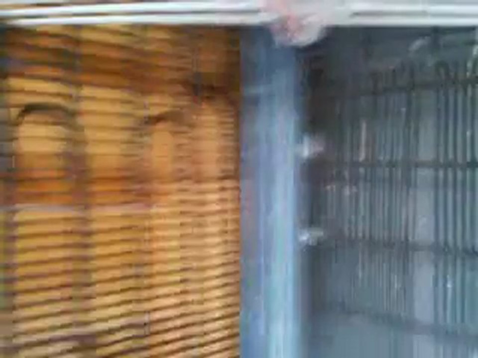 TİRE'DEN CANER'İN TAKLACI MARDİN GÜVERCİNLERİ