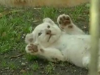Zoo de Pessac (33) 1ers pas d'un lionceau au zoo