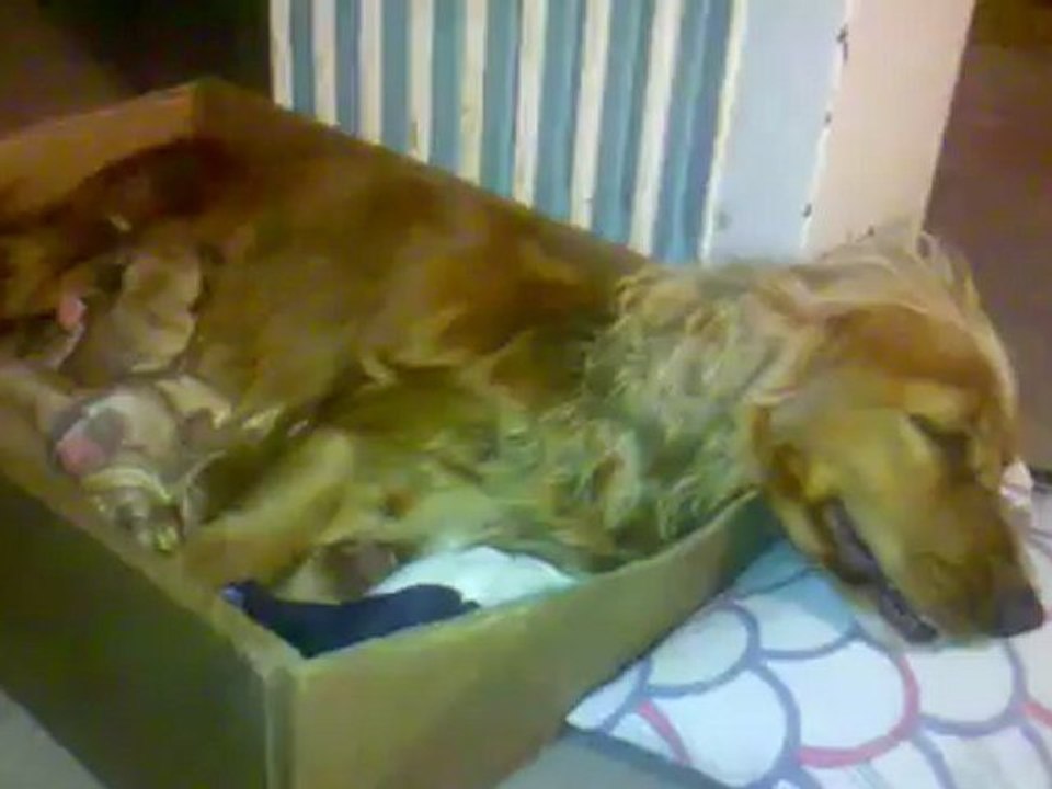 Mi cachorrita