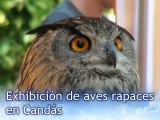 CRÓNICA Exhibición aves rapaces Grupo Aviar en Candás. Asturias