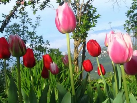 Selam Yurdu Fm Ender Tekin Sen Ol de Allah'ım