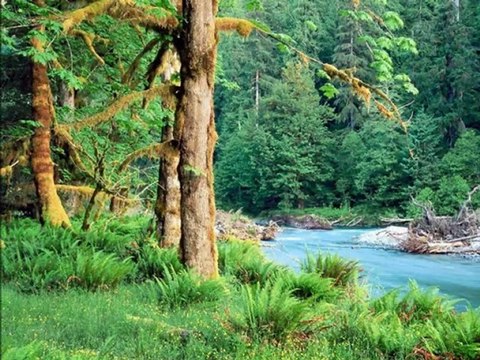 Gülden Karaböcek Yeşil Ördek