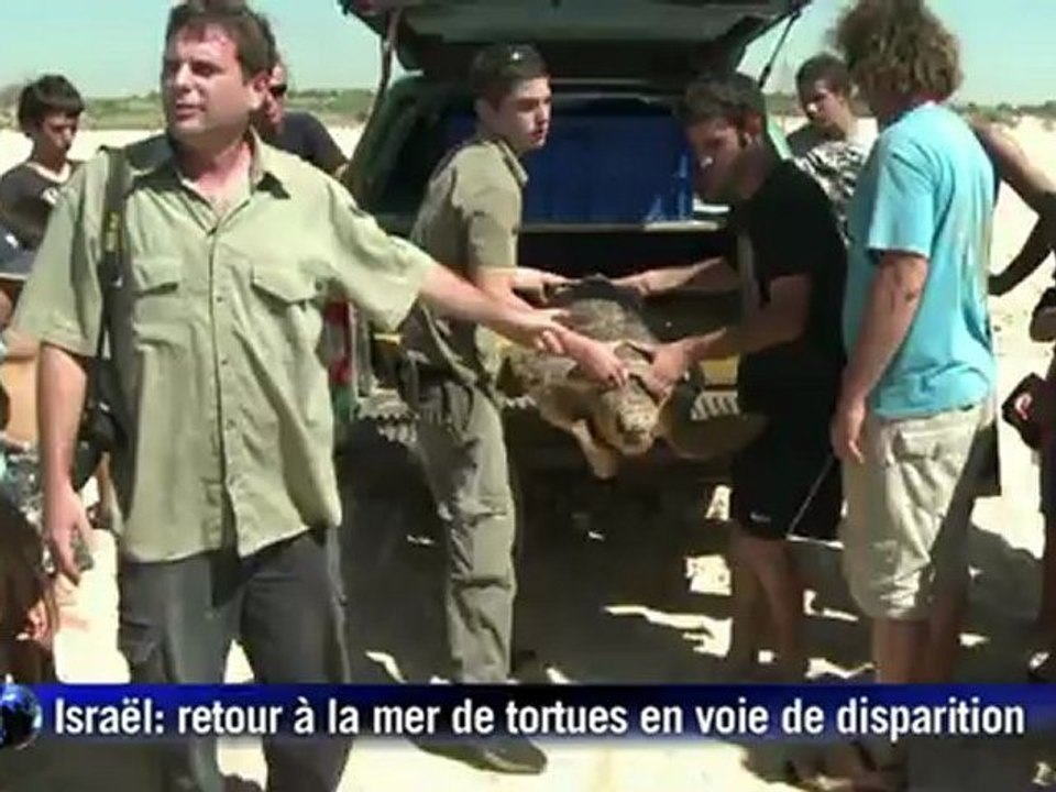 Israël: des tortues en voie de disparition relâchées dans la mer