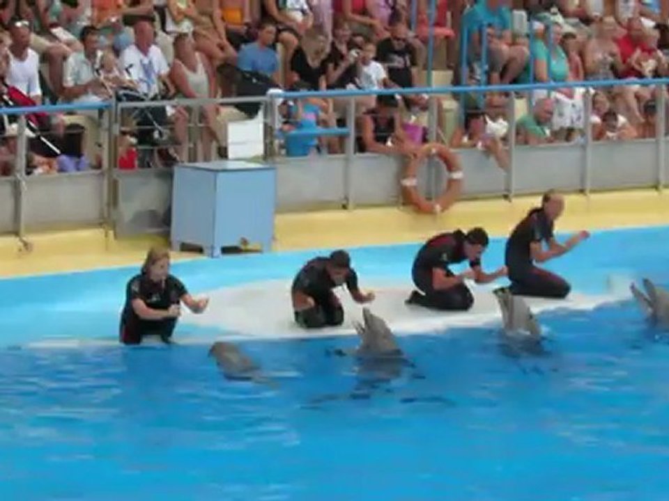 Cris des Dauphins