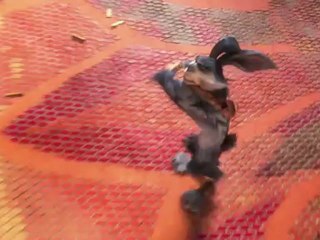 El origen de los guardianes trailer