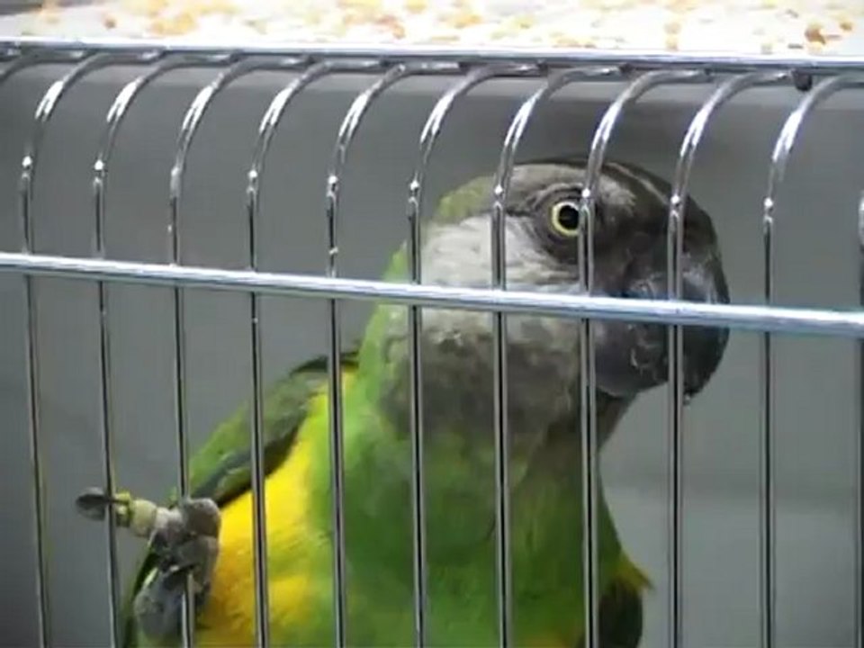 SICILIA TV (Favara) Mostra ornitologica al Palacongressi di Agrigento