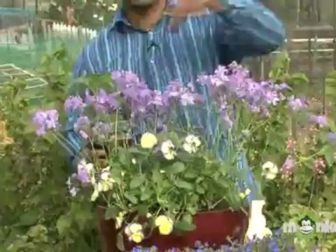 How To Plant Container Perennials