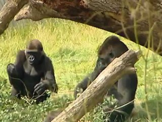Touching footage of reunited gorilla brothers