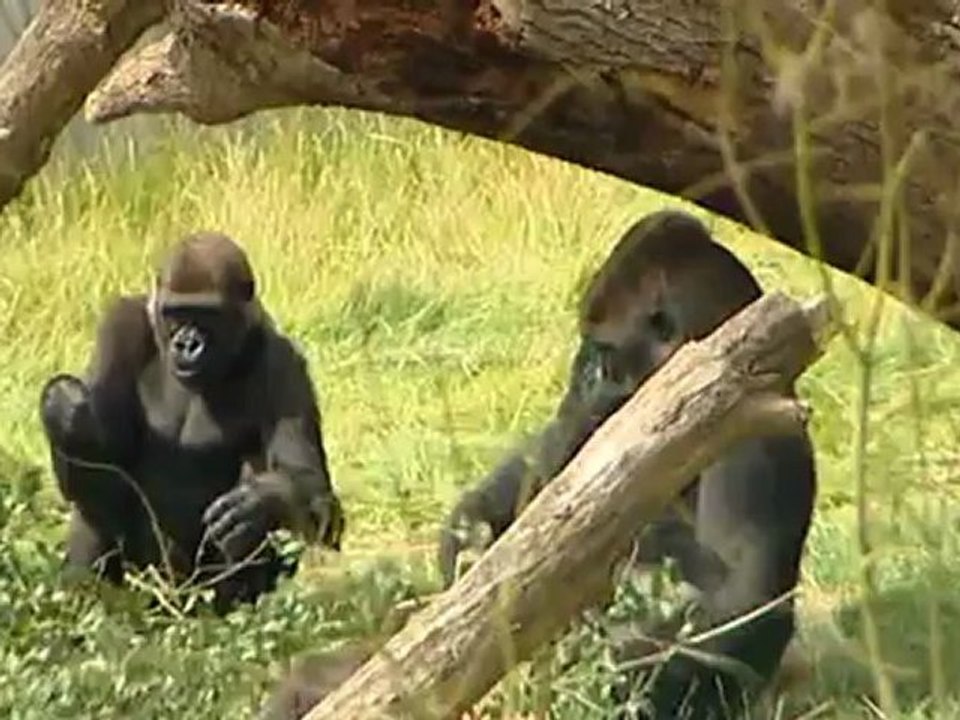 Touching footage of reunited gorilla brothers