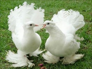 Dj EFE  Cansever Durdurun Dünyayı Teknoo