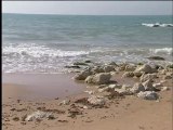 SICILIA TV (Favara) La Gaipa del Comitato San Leone su liquami in mare