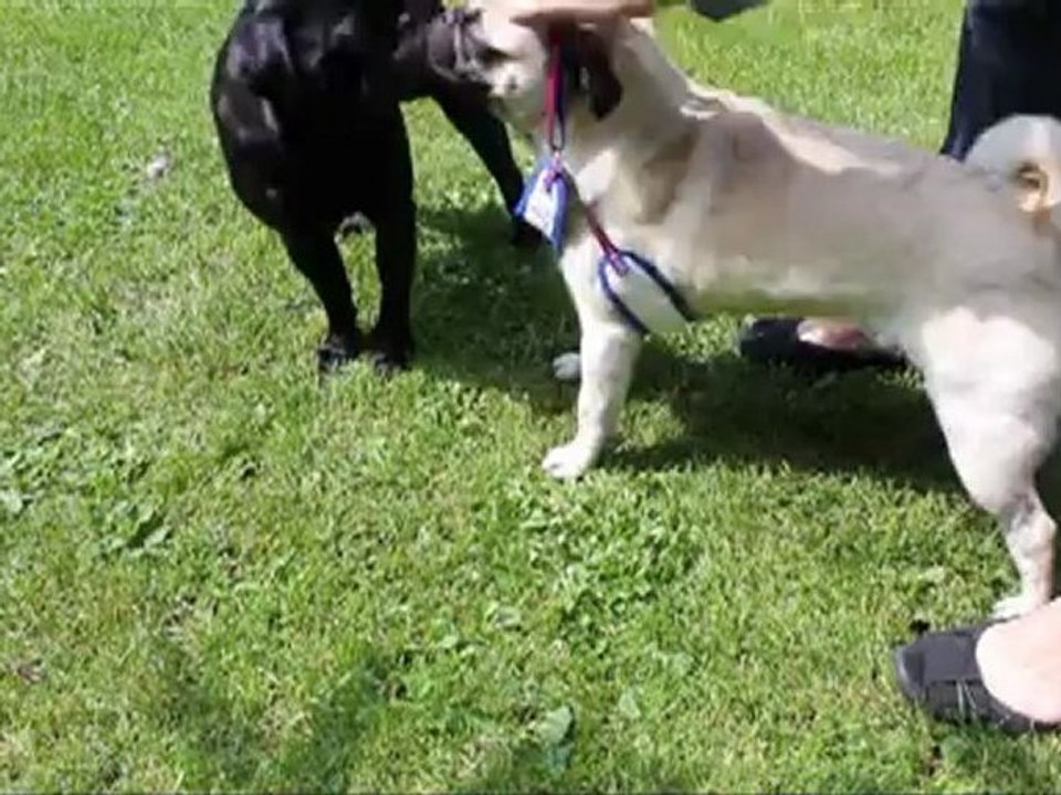 Hundegeschirr_sporty_klein