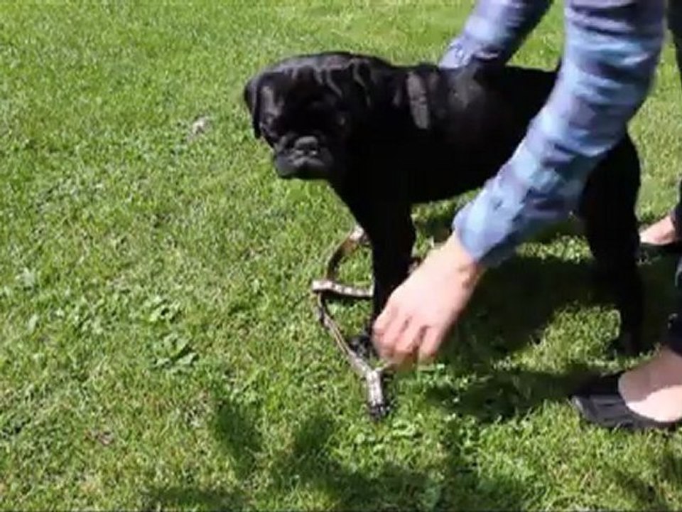 Hundegeschirr_rhombus_klein