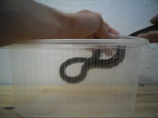 Serpent en box