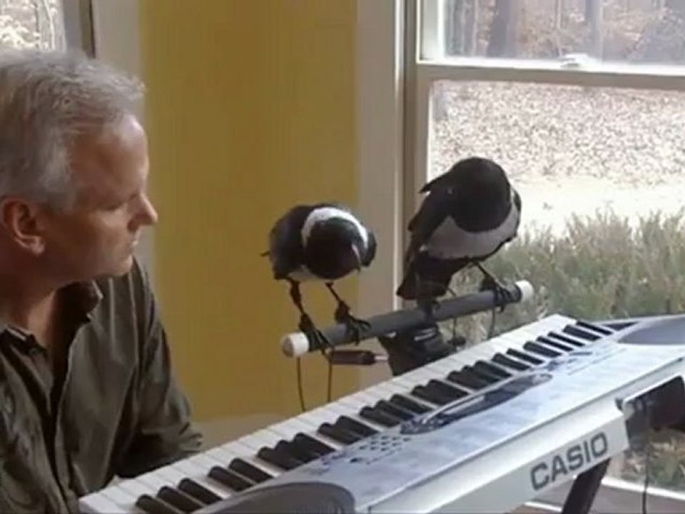 Des corbeaux Pies jouent du synthé