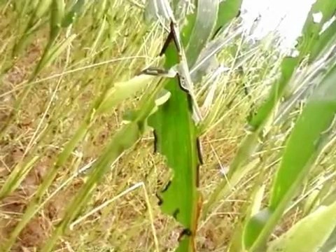 Китаю грозит инфляция из-за роста цен на зерно